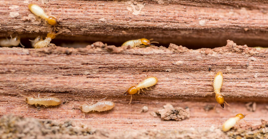What is the Damage Caused by Termites?